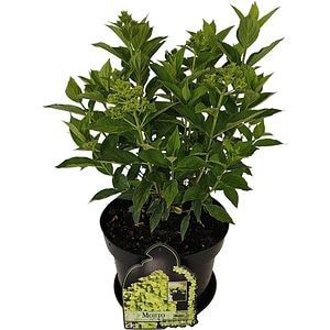 Hydrangea Paniculata Mojito, D 29 cm, H 70 cm