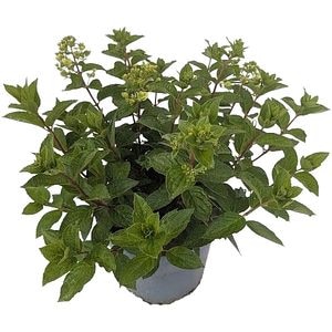 Hydrangea Paniculata Diamant Rouge, D 29 cm, H 75 cm