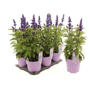 Salvie ornamentala Deep Ocean (Salvia Deep Ocean), H 20 cm