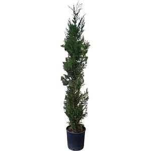 Chiparos (Cupressocyparis Leylandii Pyramidalis), H 180 cm