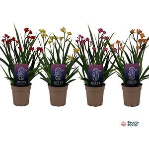 Anigozanthos Beauty, D 12 cm, H 40 cm