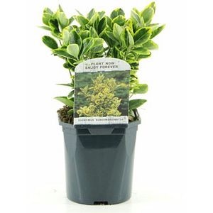 Euonymus Aureomarginatus, H 20 cm