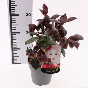 Camellia Japonica Femme Fatale, D 15 cm, H 30 cm