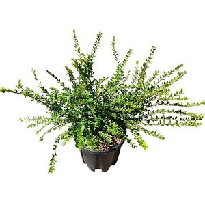 Caprifoi (Lonicera Nitida), H 50 cm