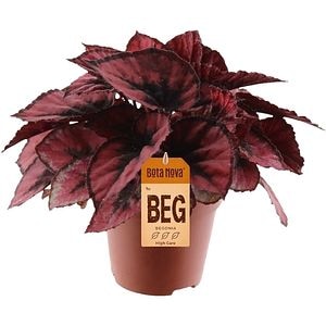 Begonia Rex Red Kiss, H 25 cm