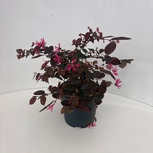 Loropetalum (Loropetalum chinense Fire Dance), 25 cm
