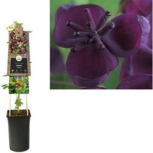 Akebia Quinata, D 17 cm, H 75 cm