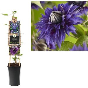 Clematita Multi Blue, H 75 cm