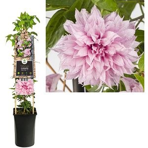 Clematis Multi Pink, D 17 cm, H 75 cm