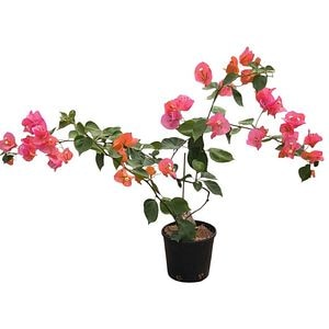 Bougainvillea, D 15 cm, H 80 cm