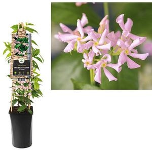 Iasomie Pink Air, D 17 cm, H 75 cm