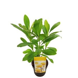Edgeworthia (Edgeworthia chrysantha Honey Sunshine), H 50 cm
