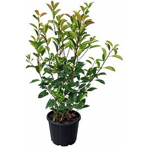 Arbust ornamental Photinia Fraseri Red Robin, H 100 cm