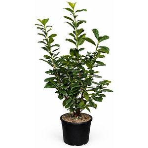 Arbust ornamental Prunus Laurocerasus Novita, H 100 cm