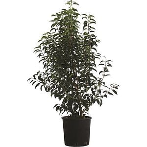 Arbust ornamental Prunus Lusitanica Angustifolia, H 125 cm