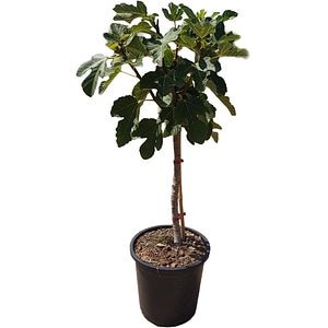 Ficus Carica, D 25 cm, H 130 cm