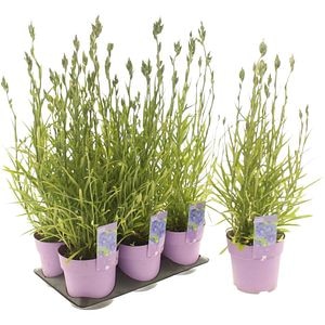 Campanula Takion Blue, D 15 cm, H 25 cm
