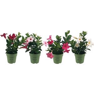 Mandevilla Sundaville, D12 cm, H25 cm