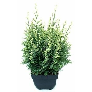 Chiparos White Spot, H 65 cm