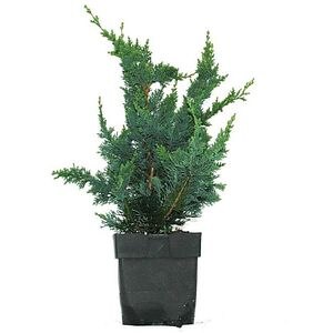 Chiparos Wisselii, H 65 cm