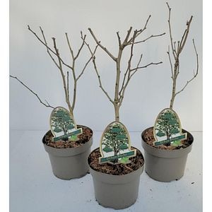 Arborele pagodelor (Ginkgo biloba), H 60 cm