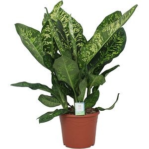 Dieffenbachia Crown, D 35 cm, H 110 cm