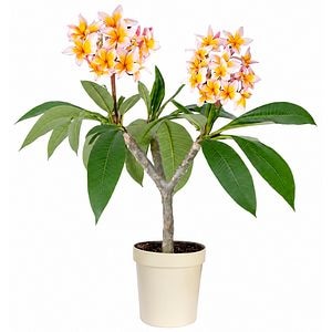 Frangipani (Plumeria rubra), H 35 cm