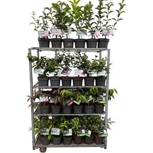 Viburnum Plicatum Calin, D 23 cm, H 60 cm