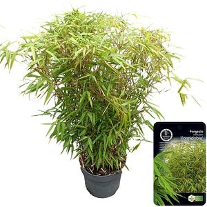 Arbust ornamental Fargesia Robusta Formidable, H 70 cm