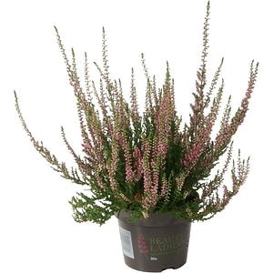 Calluna Beauty Ladies, D12 cm, H20 cm
