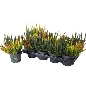 Calluna Beauty Ladies Skyline Trio, D13 cm, H25 cm