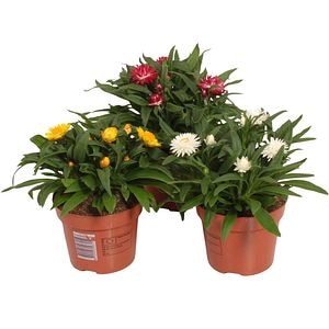 Floarea de pai (Xerochrysum bracteatum), H 25 cm
