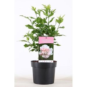Hibiscus Lady Stanley (Hibiscus syriacus Lady Stanley), D19 cm, H55 cm