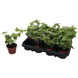 Iedera Yellow Variegated (Hedera helix Yellow Variegated), D8 cm, H50 cm