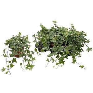 Iedera Yellow Variegated (Hedera helix Yellow Variegated), D13 cm, H60 cm