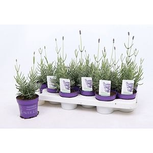Lavanda Hidcote, H 15 cm