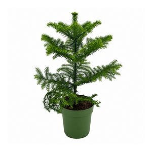 Brad de camera (Araucaria heterophylla), H 23 cm