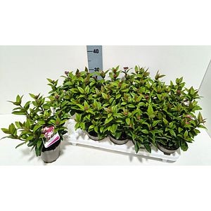 Laurustin (Viburnum tinus), H 30 cm