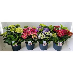 Hortensie Hydrangea Macrophylla, H 45 cm