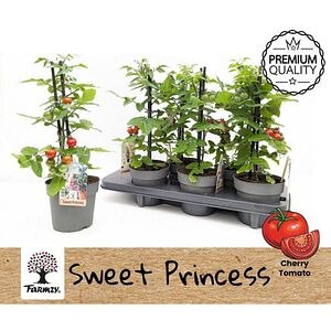 Tomato Sweet Princess Farmzy, D 13 cm, H 45 cm