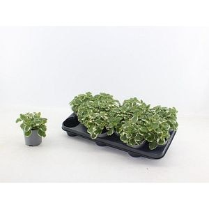 Plectranthus, D10.5 cm, H15 cm