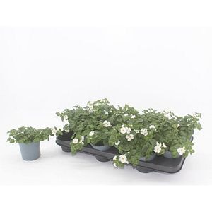 Bacopa - Sutera White Big Flower, D 10.5 cm, H 15 cm