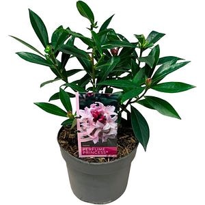 Daphne Perfume Princess, H 45 cm