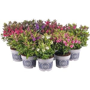 Mix Hebe All Blooms, D17cm, H35cm