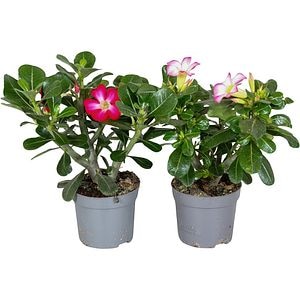 Trandafirul Desertului - Adenium Obesum, D13cm, H25cm
