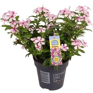 Vinca De Madagascar - Catharanthus Soiree, D 10.5 cm, H 22 cm
