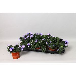 Volbura albastra, H 15 cm