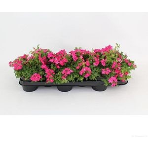 Verbena, H 15 cm