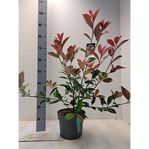 Photinia Fraseri Red Robin, D23 cm, H80 cm
