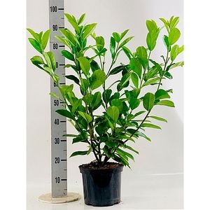 Laur englezesc (Prunus Laurocerasus Rotundifolia), D23 cm, H 80 cm